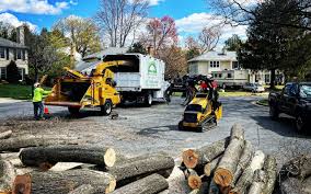 Professional Tree Services in Atlanta, GA