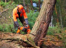 Best Commercial Tree Services  in Atlanta, GA