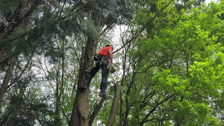 Best Tree Removal  in Atlanta, GA