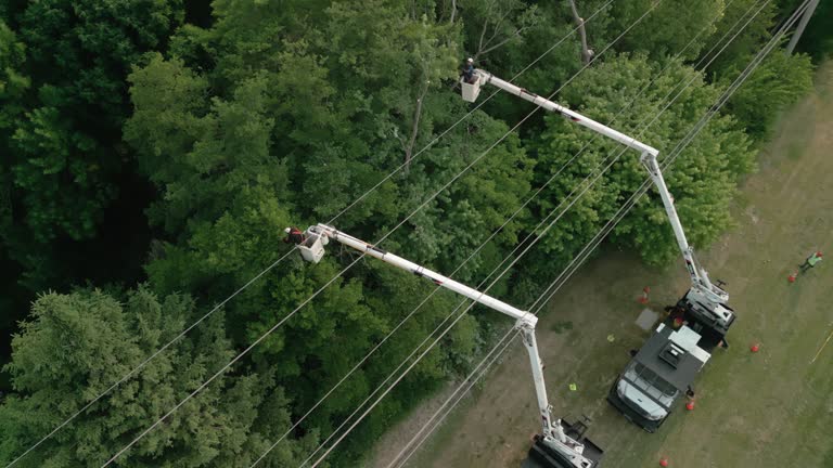 Best Hedge Trimming  in Atlanta, GA