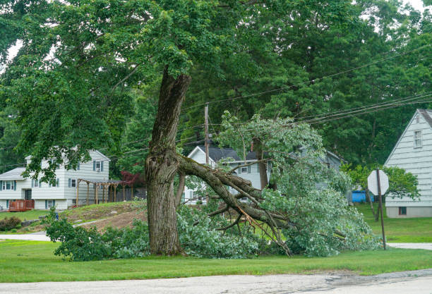 How Our Tree Care Process Works  in Atlanta, GA